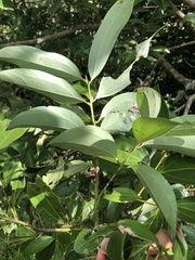 Cinnamomum osmophloeum