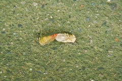 Chremistica ochracea