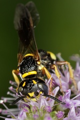 Philanthus gibbosus