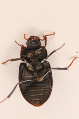 Ametor scabrosus