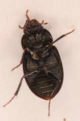 Ametor scabrosus