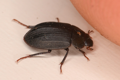 Ametor scabrosus