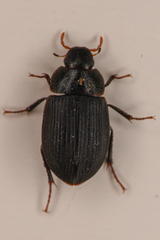 Ametor scabrosus