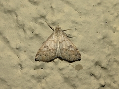 Hemeroplanis historialis