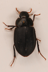 Ametor scabrosus