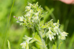 Lithospermum parviflorum