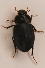 Ametor scabrosus