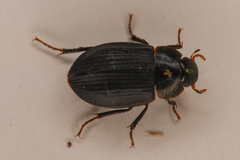 Ametor scabrosus