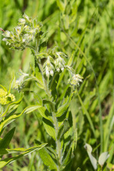 Lithospermum parviflorum