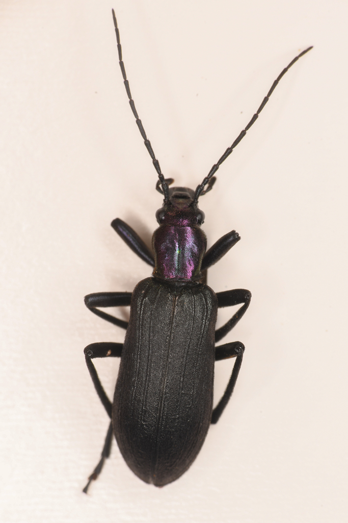 Ditylus gracilis