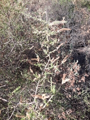 Adenocarpus telonensis