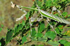 Zoolea descampsi