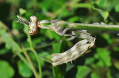 Zoolea descampsi