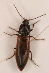 Acteniceromorphus sagiticollis