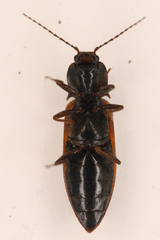 Acteniceromorphus sagiticollis