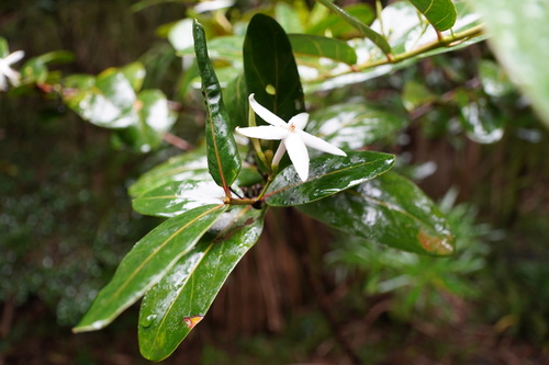 Ramosmania rodriguesii image