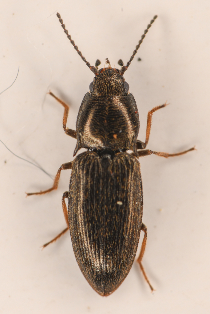 Nocturnal Click Beetle