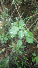 Kalanchoe peltata