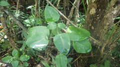 Kalanchoe peltata