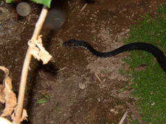 Masticophis fuliginosus