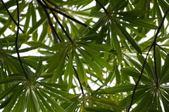Mathurina penduliflora