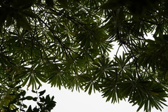 Mathurina penduliflora