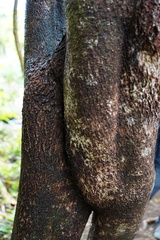 Mathurina penduliflora
