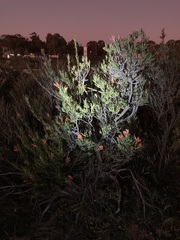 Lambertia multiflora