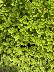 Phedimus kamtschaticus