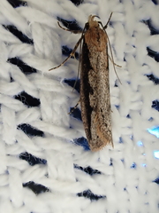 Leptocroca sanguinolenta