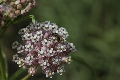 Halictus