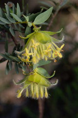 Pimelea suaveolens