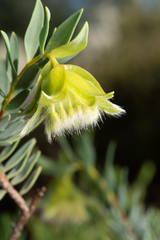Pimelea suaveolens