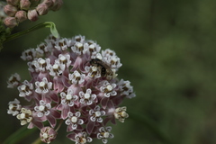 Halictus