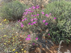 Lampranthus otzenianus