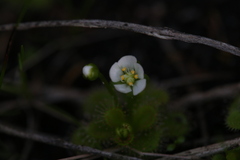 Drosera ramellosa