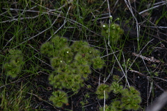 Drosera ramellosa