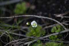 Drosera ramellosa