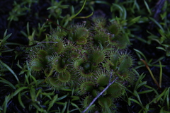 Drosera ramellosa