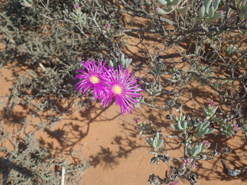 Image of Malephoropsis otzeniana by no rights reserved