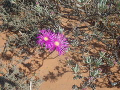 Lampranthus otzenianus
