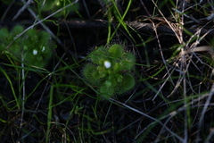 Drosera ramellosa