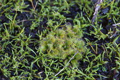 Drosera ramellosa