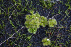 Drosera ramellosa