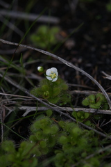 Drosera ramellosa