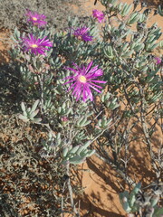 Lampranthus otzenianus