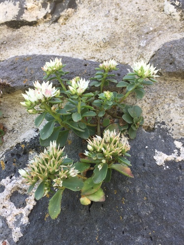 Sedum spurium 'Tricolor'