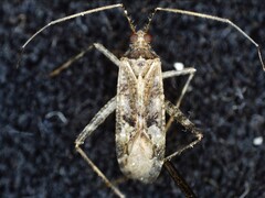 Phytocoris longipennis