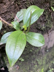 Peperomia