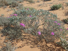 Lampranthus otzenianus